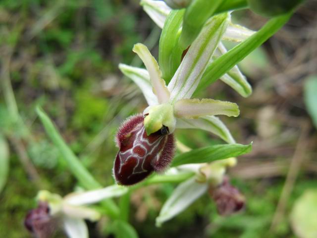 Ophrys exaltata (e confronto con O. panormitana)